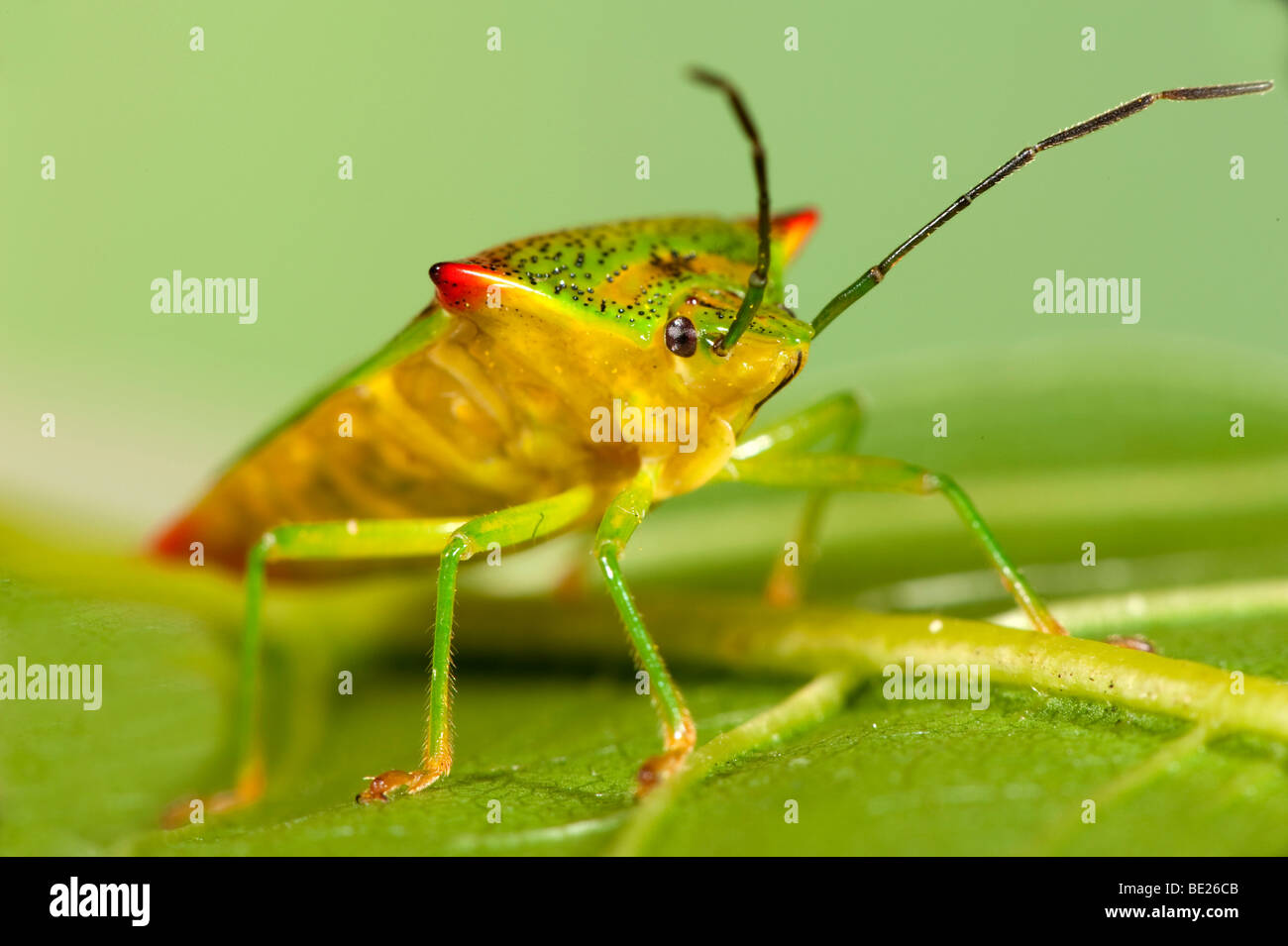 Bouclier d'aubépine Acanthosma haemorrhoidale Bug macro close up montrant face Banque D'Images