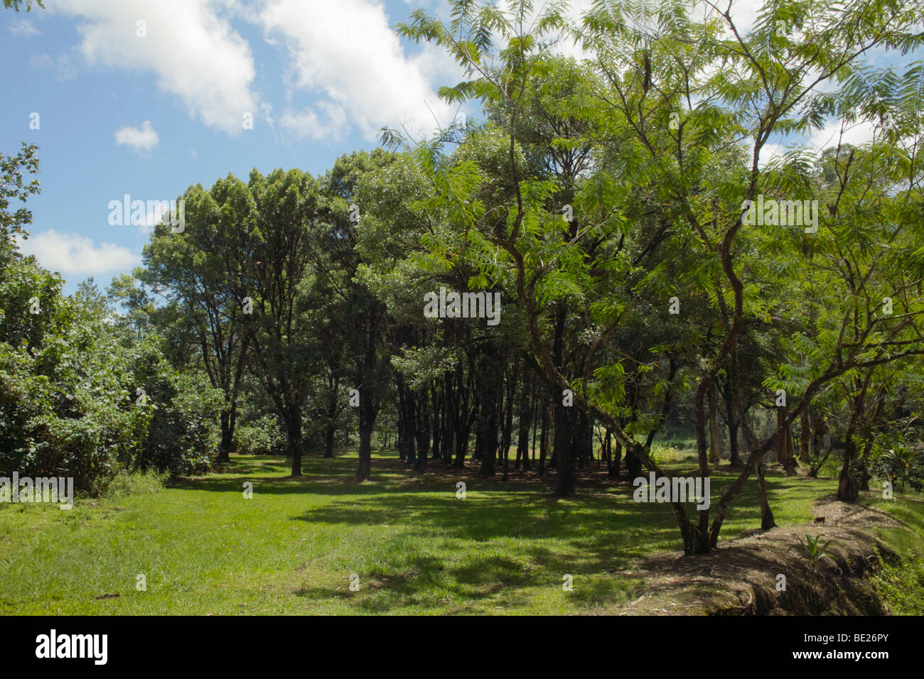 Eucalyptus à Keahua Arboretum Kauai HI Banque D'Images