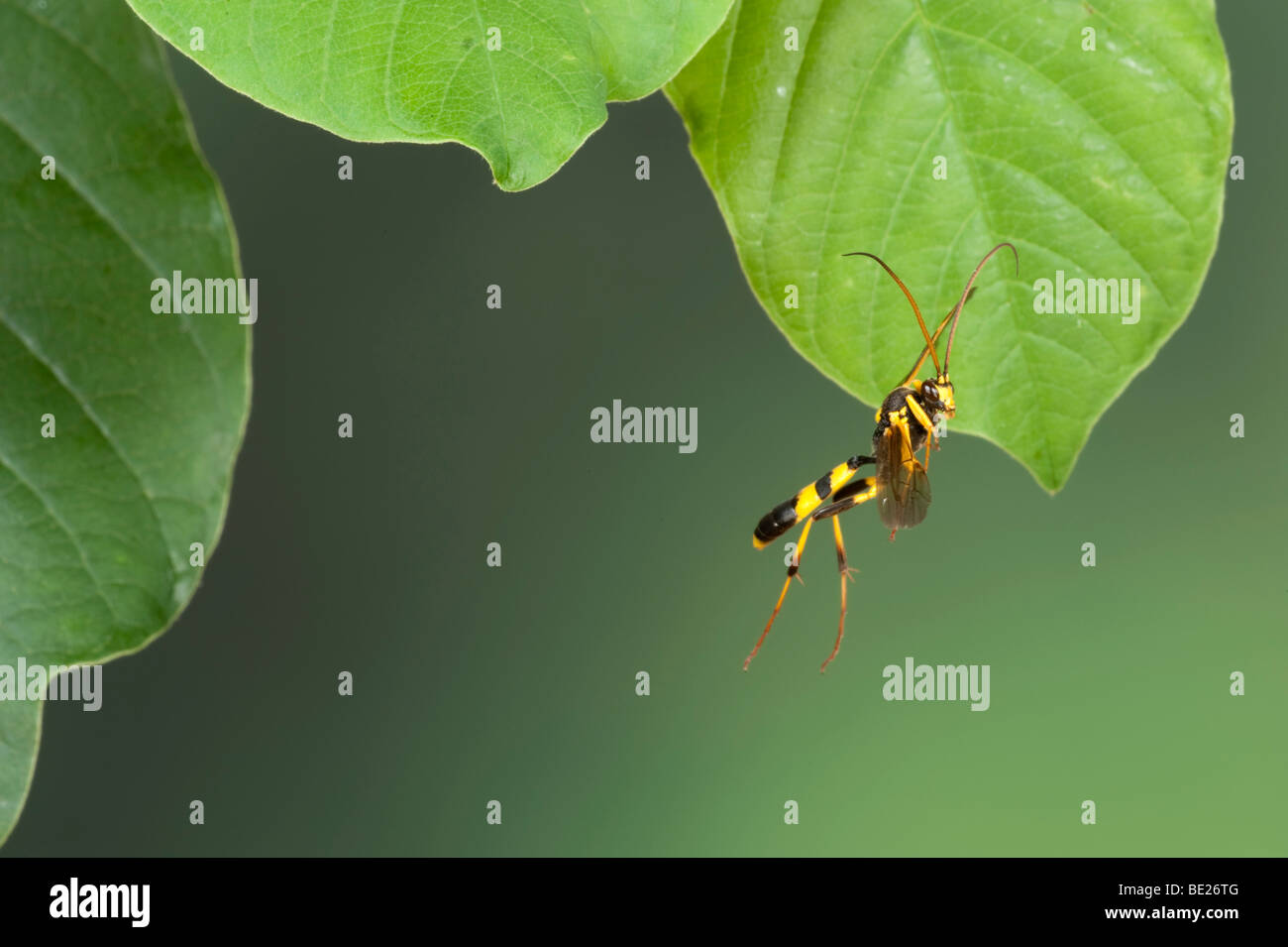 Domaine Digger Wasp Mellinus arvensis en vol vol libre Technique photographique à grande vitesse Banque D'Images