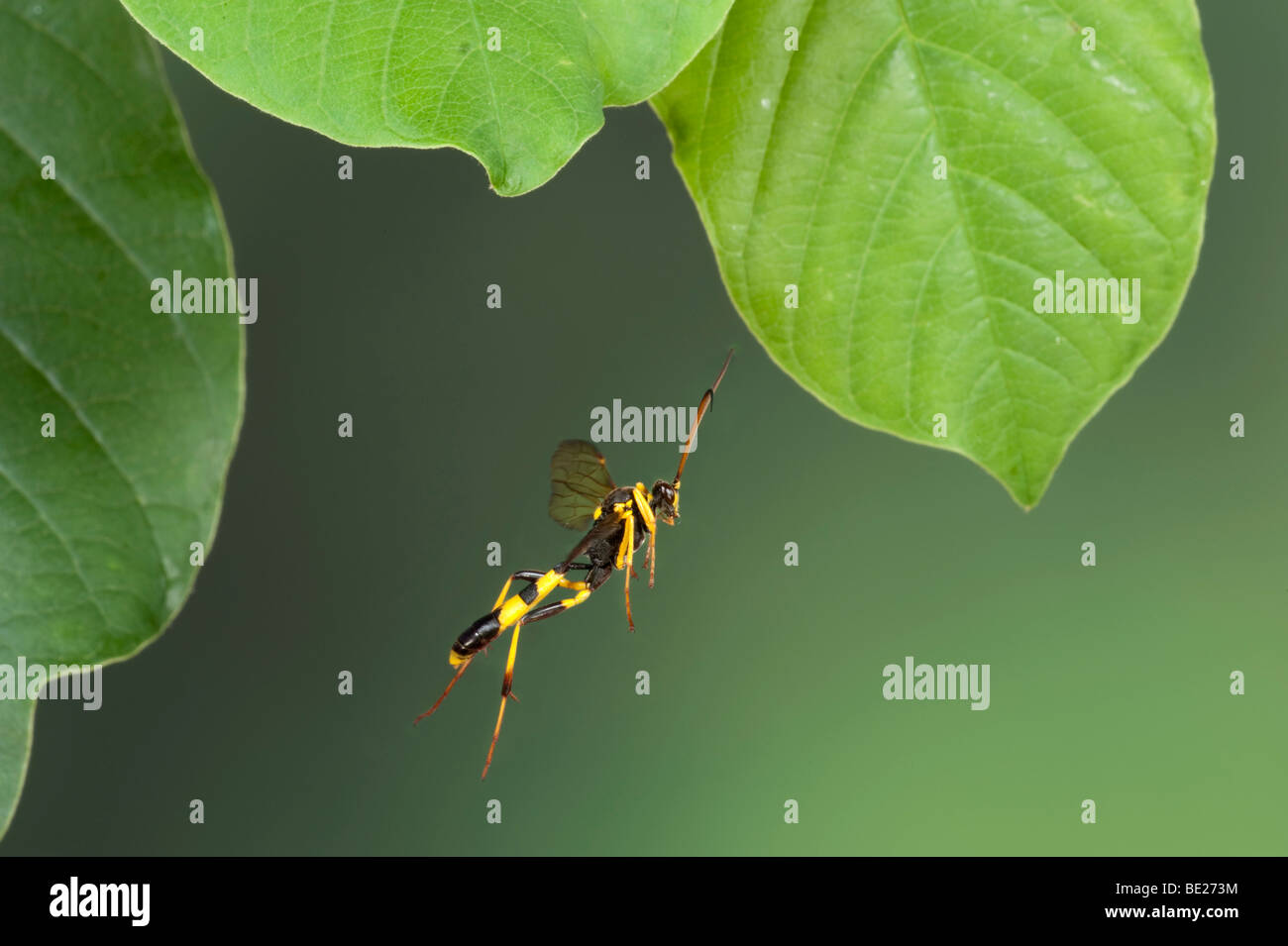 Domaine Digger Wasp Mellinus arvensis en vol vol libre Technique photographique à grande vitesse Banque D'Images