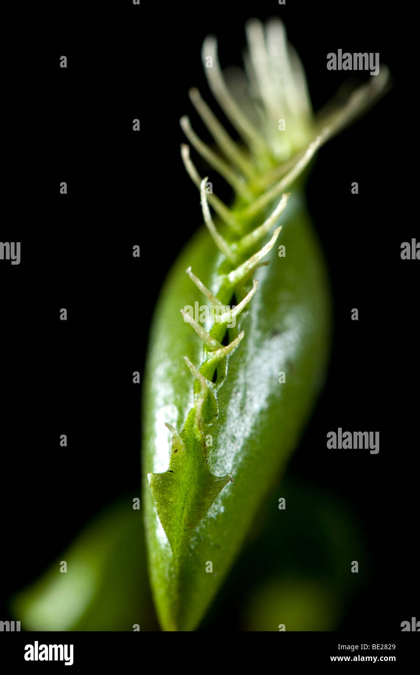 Venus Fly Trap Dionaea muscipula piège fermé avec l'intérieur d'insectes Banque D'Images