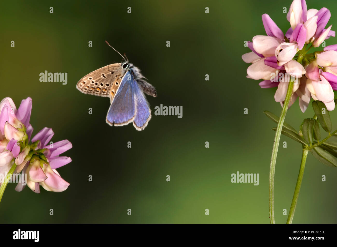 Papillon Bleu commun Polyommatus icarus mâle en technique photographique à grande vitesse de vol Banque D'Images