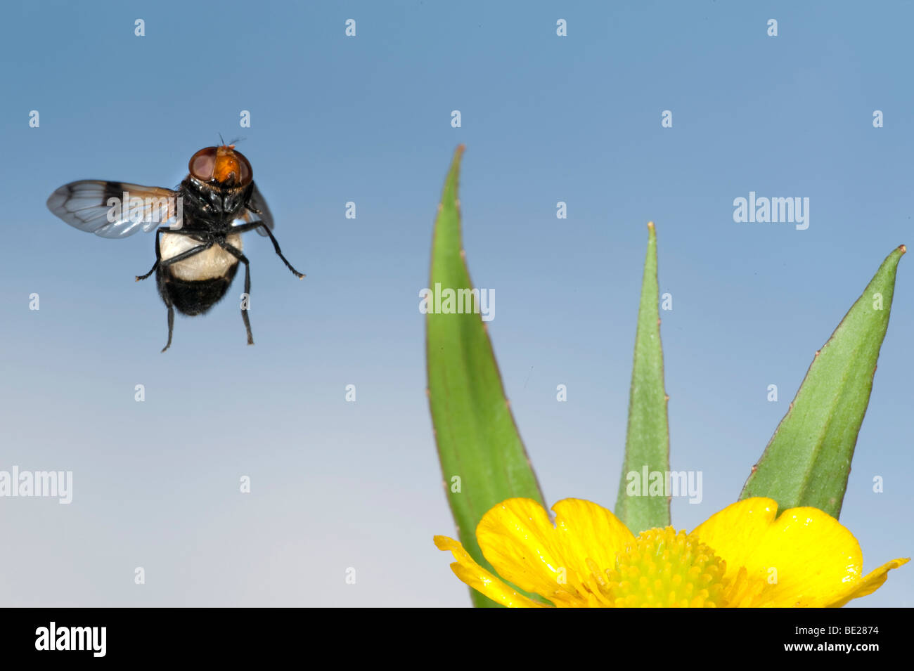 Hoverfly Volucella pellucens en vol vol libre Technique photographique à grande vitesse Banque D'Images