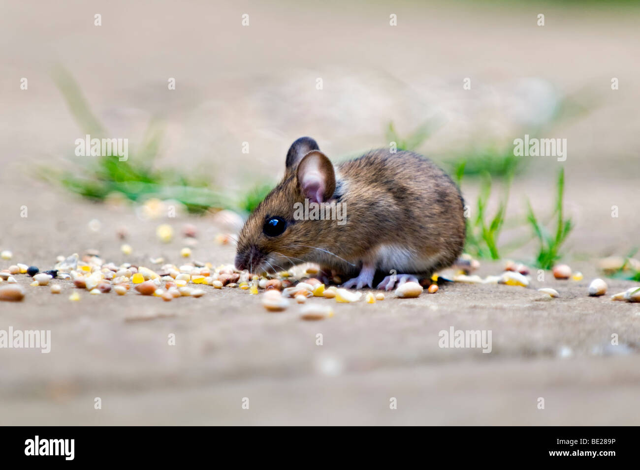 Souris en bois, également connu sous le nom de domaine ou l'alimentation de la souris à longue queue, graines d'oiseaux sur le jardin avec patio dans l'arrière-plan flou Banque D'Images