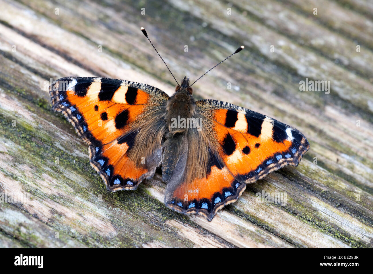 Petit papillon écaille Aglais urticae reposant avec des ailes ouvertes sur terrasse jardin Banque D'Images