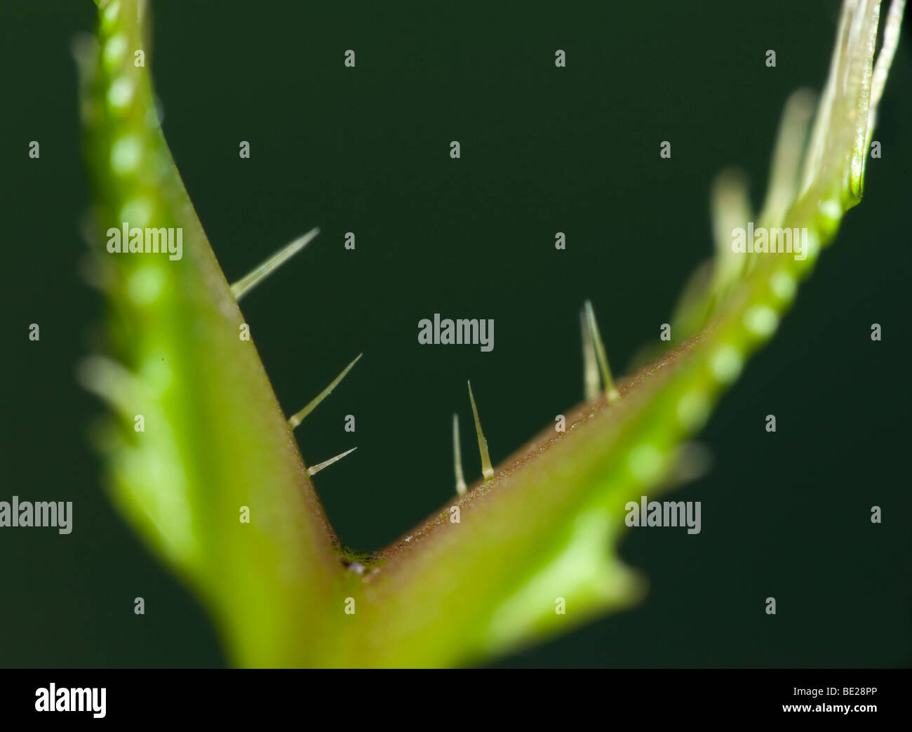 Venus Fly Trap Dionaea muscipula montrant les poils de déclenchement Banque D'Images