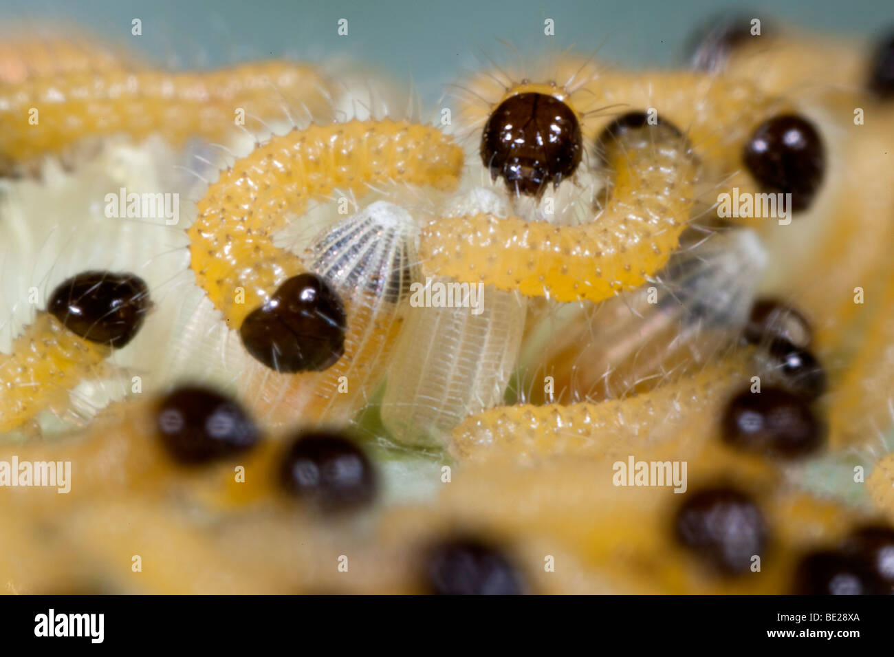 Grand Papillon Blanc du chou ou des œufs avec des chenilles néonates Pieris brassicae Banque D'Images