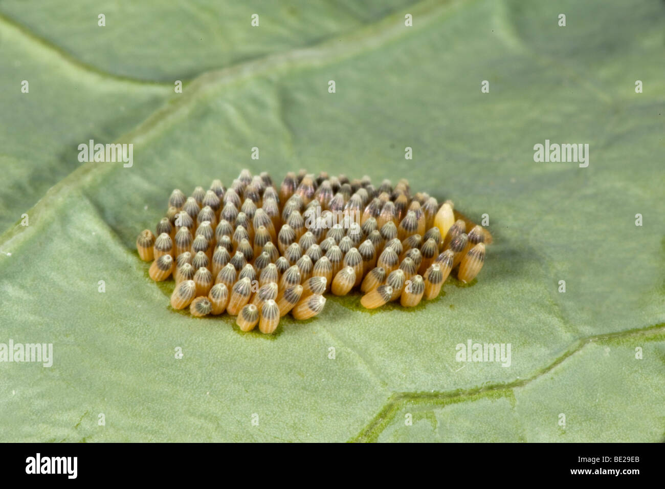 Grand Papillon Blanc du chou ou des oeufs sur le point d'éclore à l'intérieur de chenilles Pieris brassicae Banque D'Images