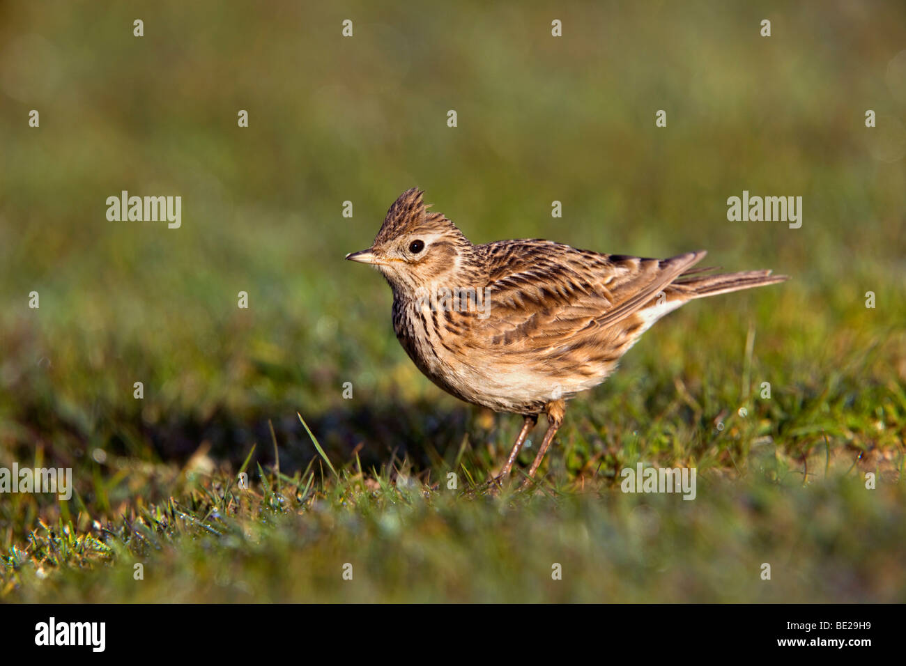 Skylark, Alauda arvensis, Cornwall Banque D'Images