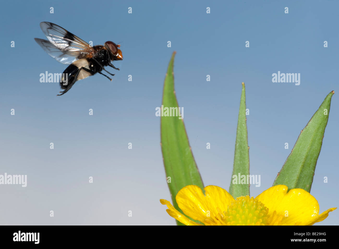 Hoverfly Volucella pellucens en vol vol libre Technique photographique à grande vitesse Banque D'Images