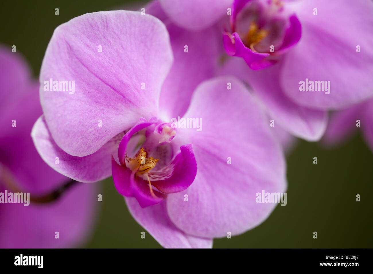 Orchidées rose sur un livre vert, sur fond de discussion Banque D'Images