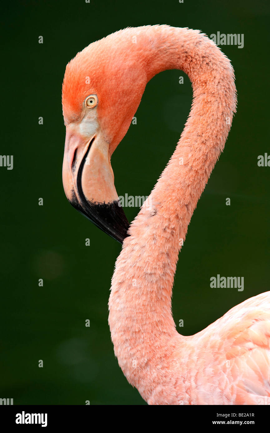 Flamant rose Phoenicopterus ruber ruber cubain en voie de disparition à l'annexe I de la Cites courbe rose long cou Banque D'Images