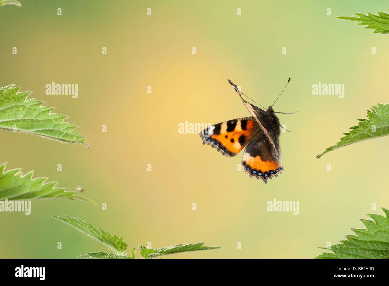 Petit papillon écaille Aglais urticae voler dans la grande ortie technique photographique à grande vitesse.. Banque D'Images