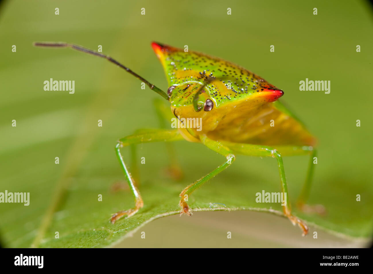 Bouclier d'aubépine Acanthosma haemorrhoidale Bug macro close up montrant face Banque D'Images