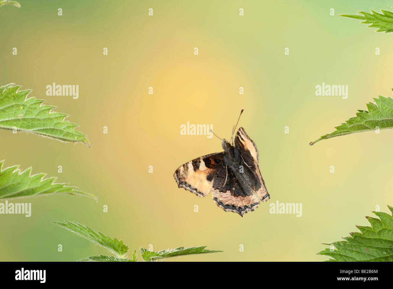 Petit papillon écaille Aglais urticae voler dans la grande ortie technique photographique à grande vitesse.. Banque D'Images