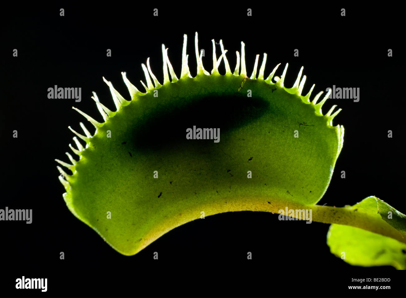 Venus Fly Trap Dionaea muscipula piège fermé avec l'intérieur d'insectes Banque D'Images