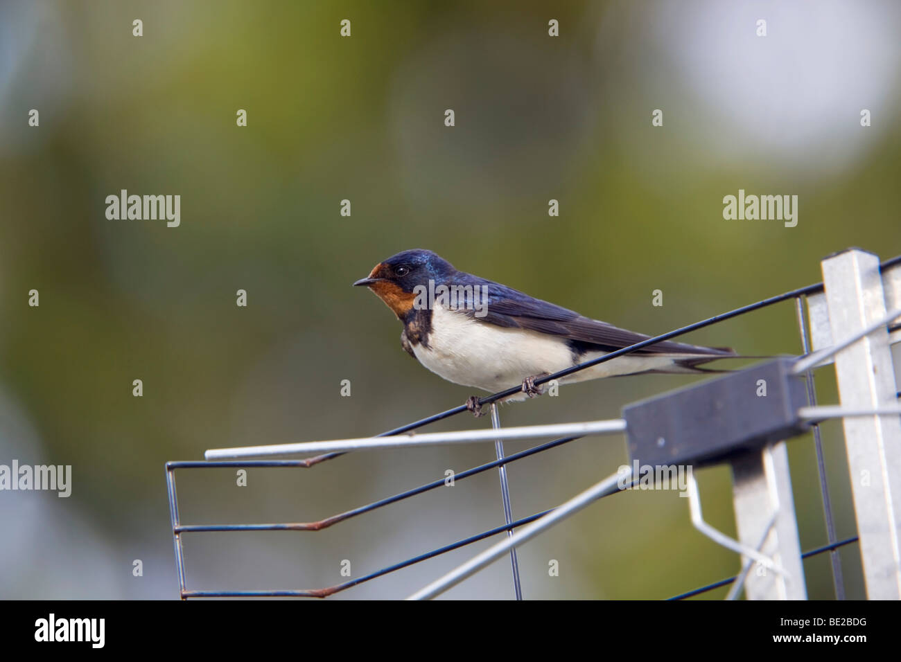 Swallow Hirundo rustica ; ; on aerial Banque D'Images
