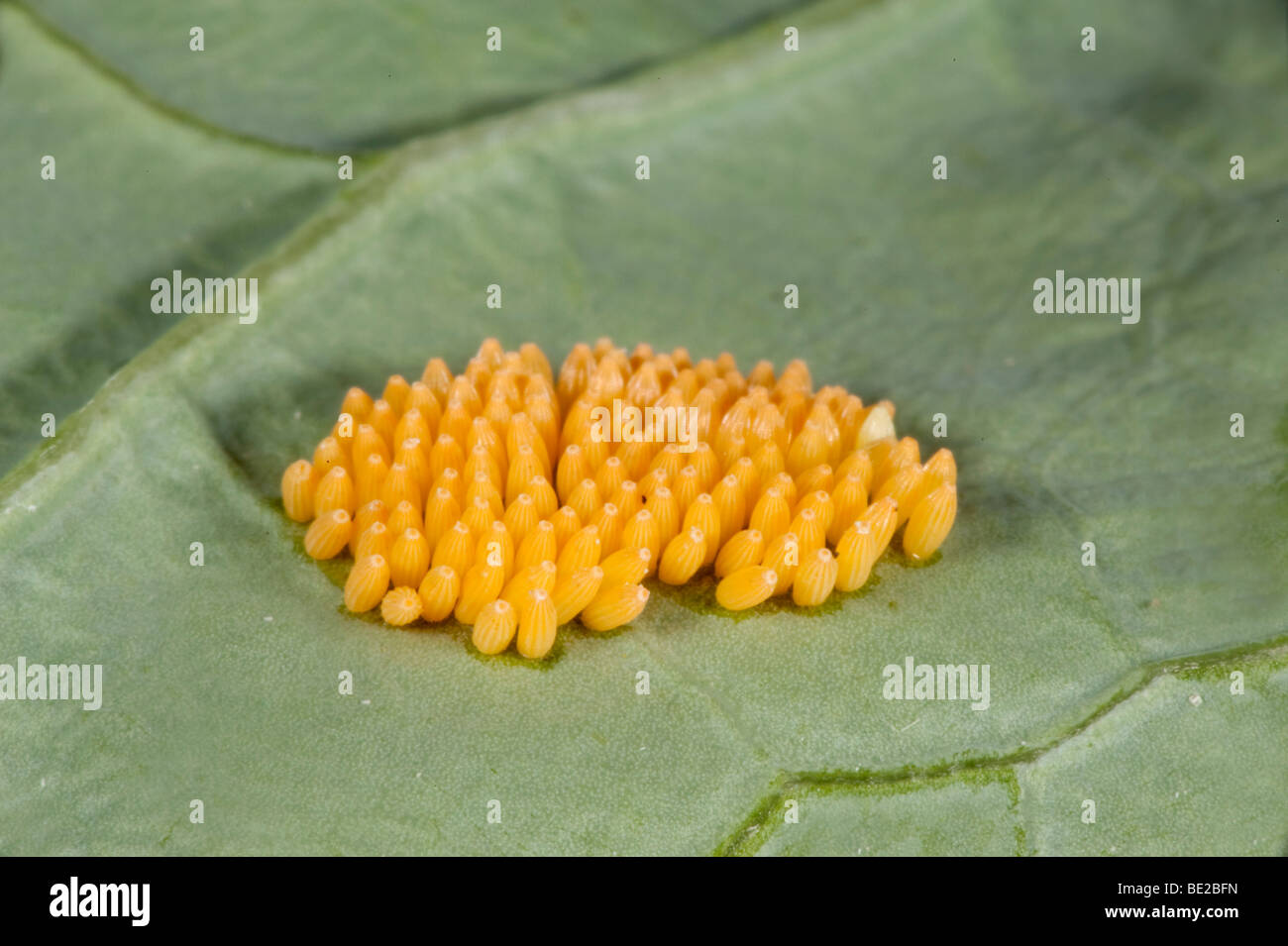 Grand Papillon Blanc du chou ou Pieris brassicae oeufs pondus sur la plante hôte de feuille de chou cluster jaune macro de groupe Banque D'Images