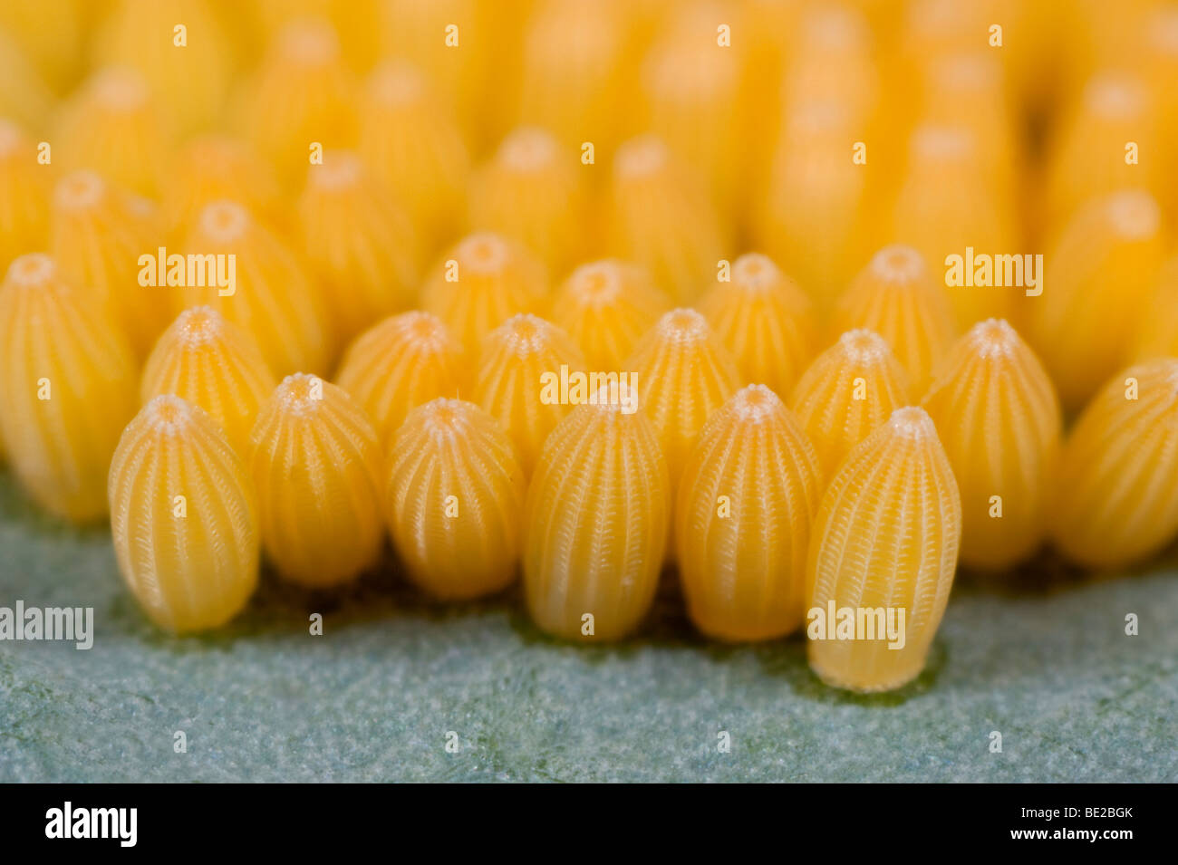 Grand Papillon Blanc du chou ou Pieris brassicae oeufs pondus sur la plante hôte de feuille de chou cluster jaune macro de groupe Banque D'Images