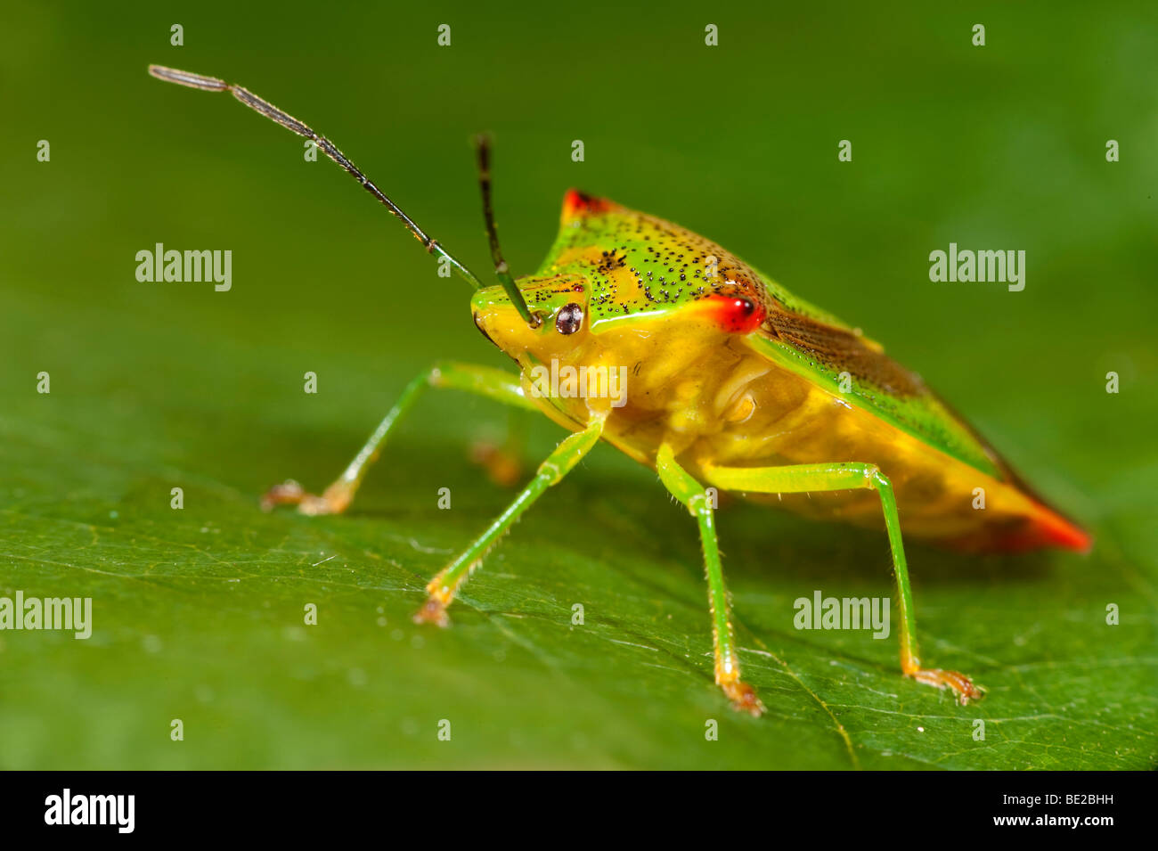 Bouclier d'aubépine Acanthosma haemorrhoidale Bug macro close up montrant face Banque D'Images