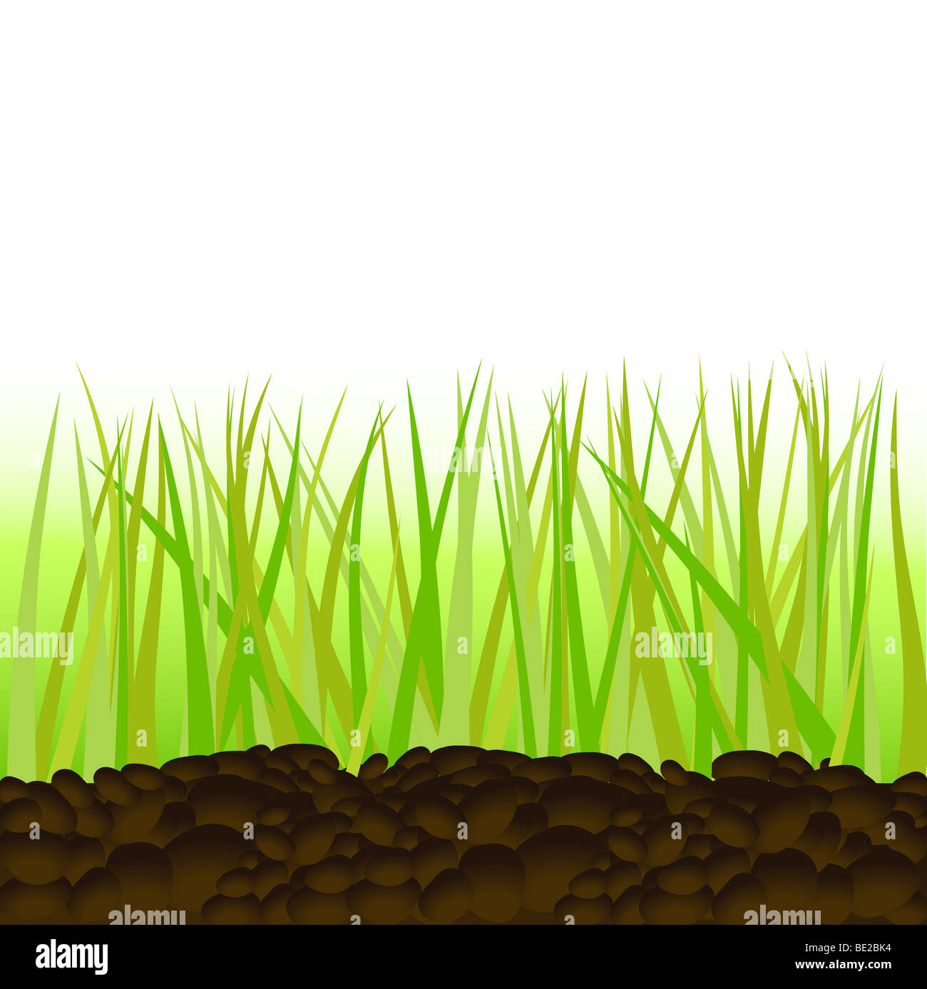 Green grass vector illustration. Banque D'Images
