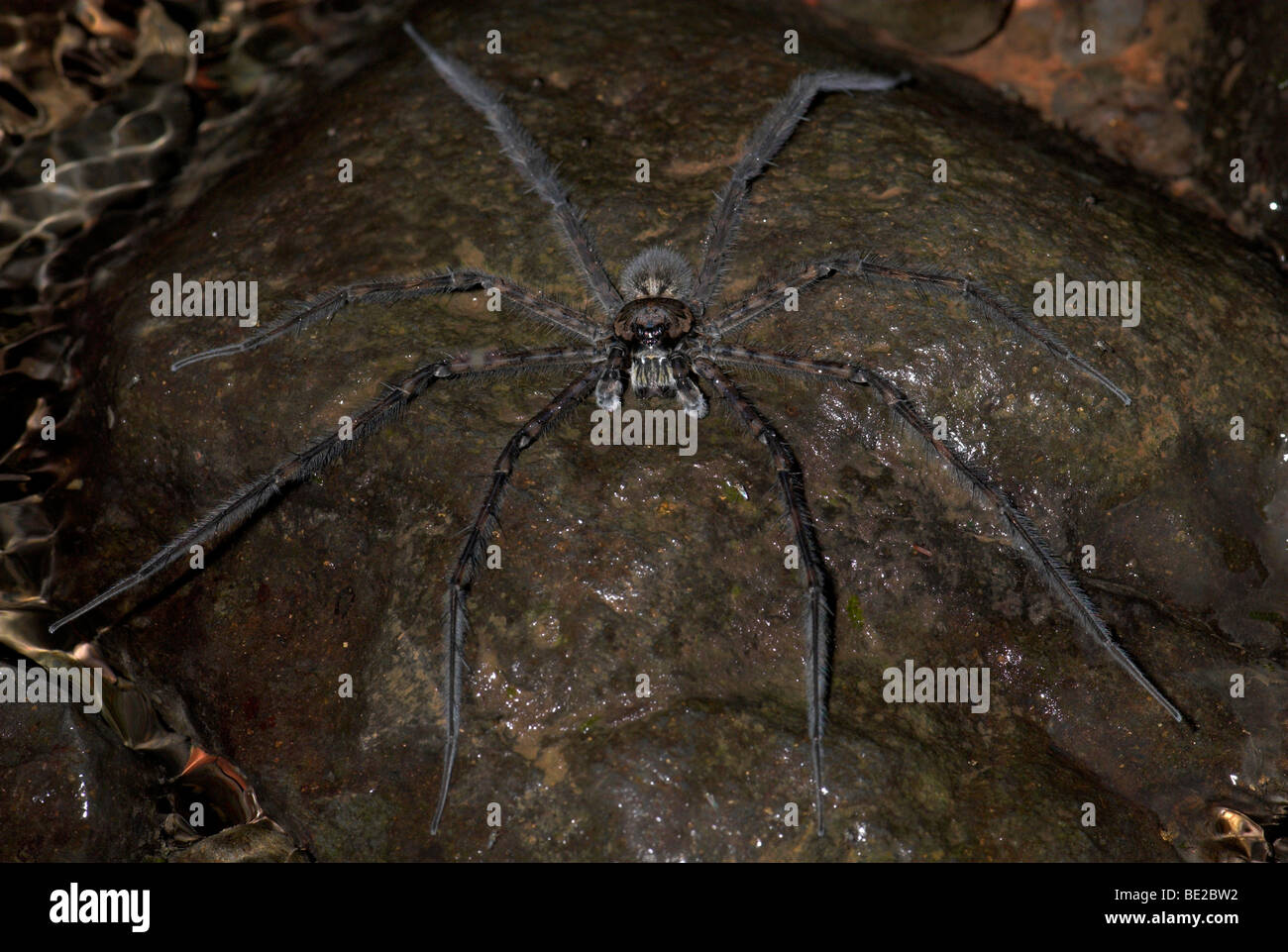 Spider pêche Dolomedes sp sur la roche par stream jambes sur la tension de surface de l'eau Guayacan Provincia de Limón Costa Rica Banque D'Images