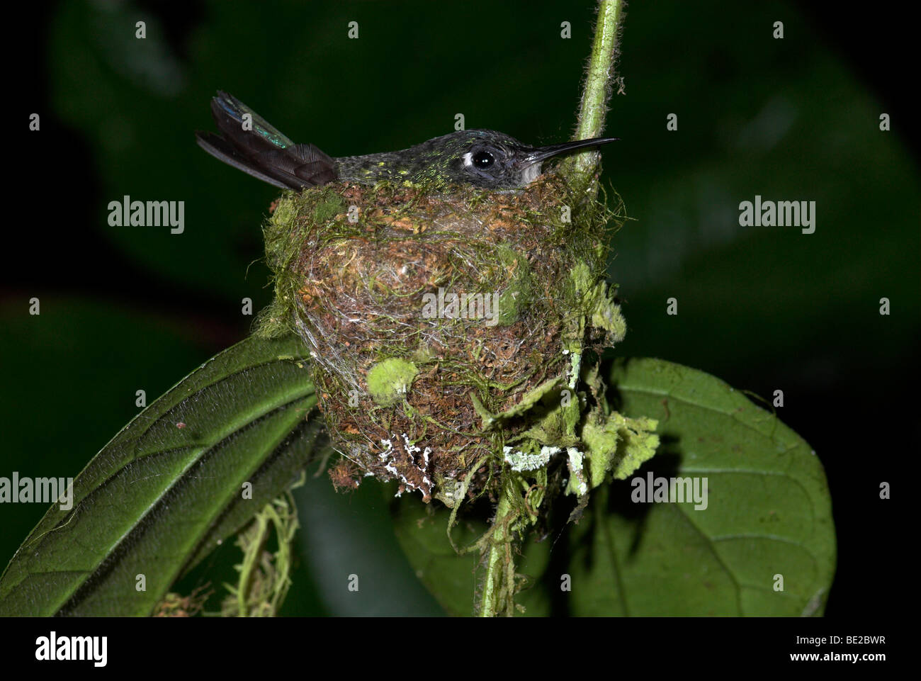 Hummingbird Klais guimeti tête violet femelle sur nid Guayacan Provincia de Limón Costa Rica Banque D'Images