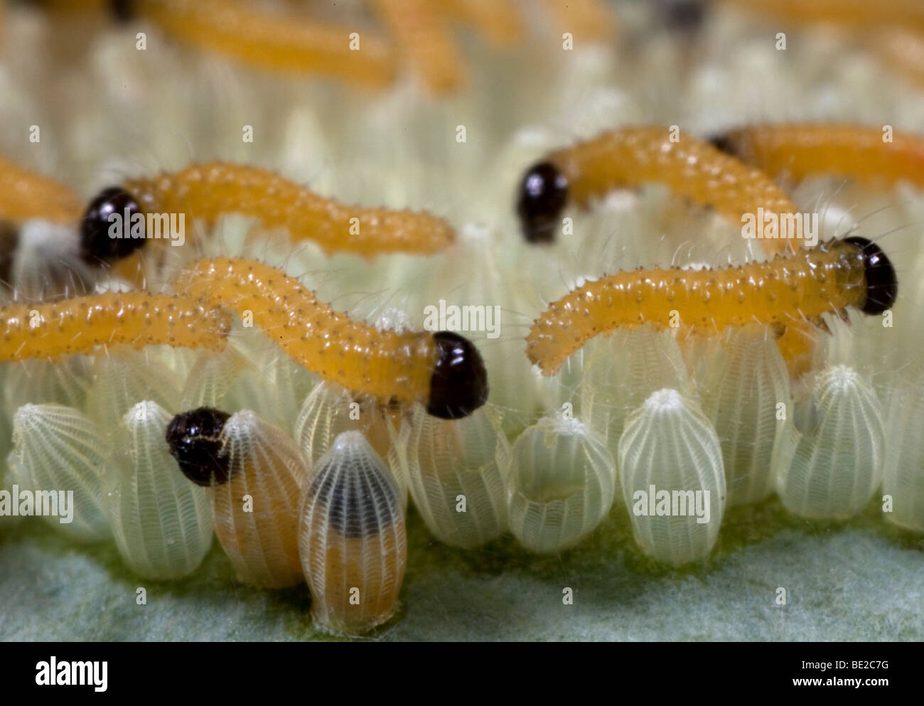 Grand Papillon Blanc du chou ou des œufs avec des chenilles néonates Pieris brassicae Banque D'Images