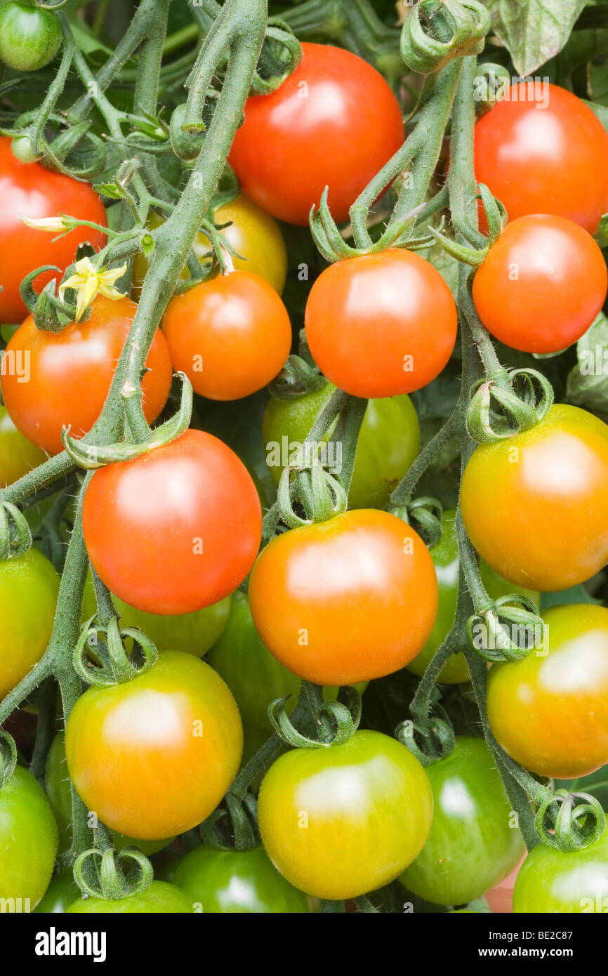 Le mûrissement des tomates. Banque D'Images
