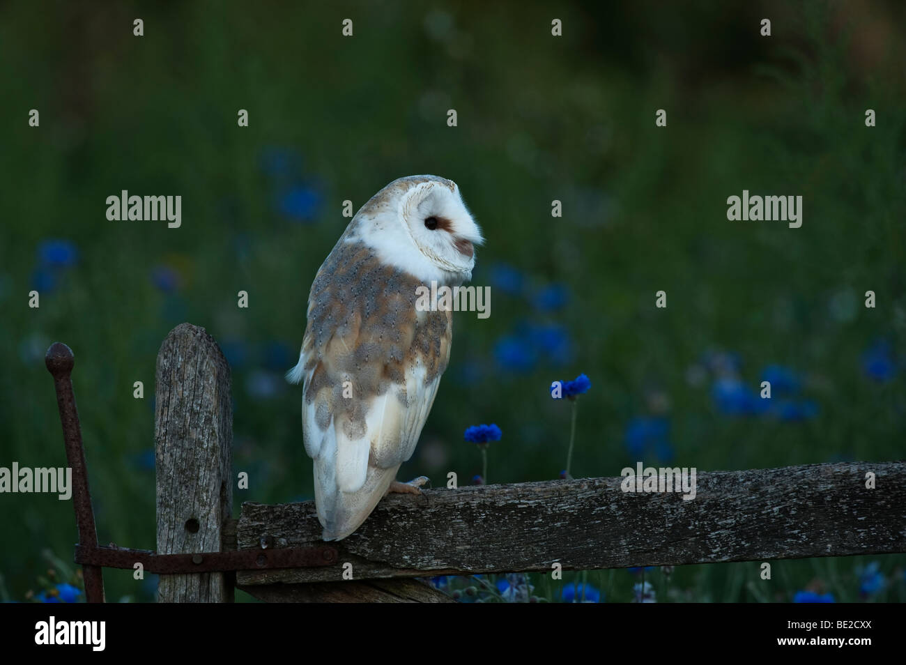 Barn Owl perché sur une porte de Banque D'Images