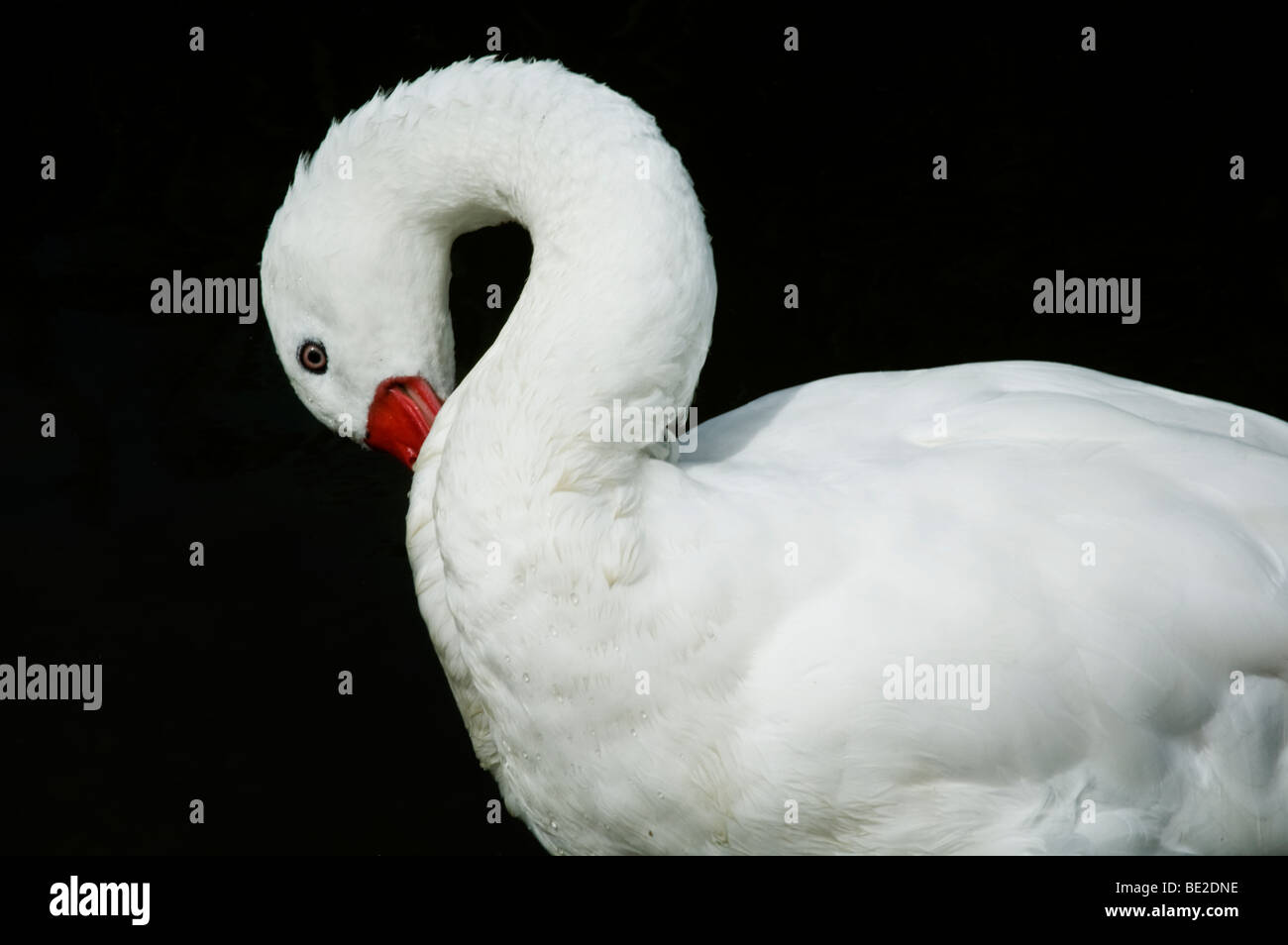 Cygne muet reposant à Castle Espie, Irlande du Nord Banque D'Images