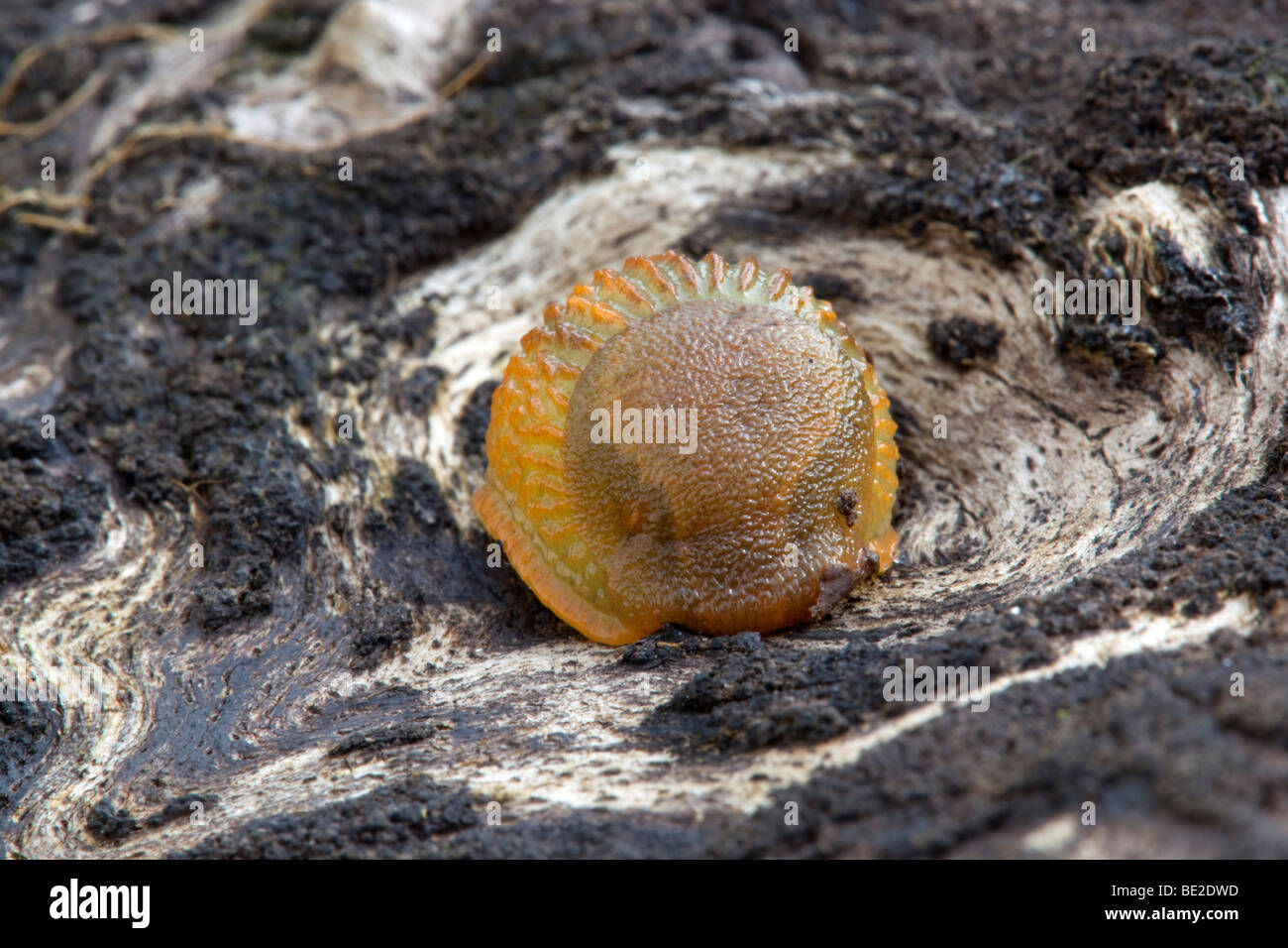 Slug ; Arion ater ; on rock Banque D'Images