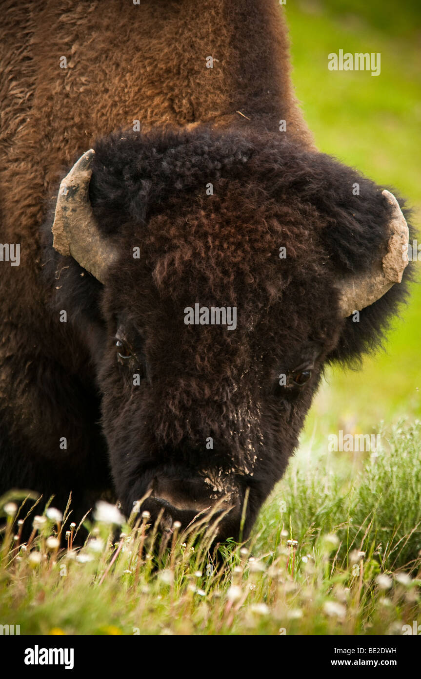 Le pâturage des bisons américains Banque D'Images