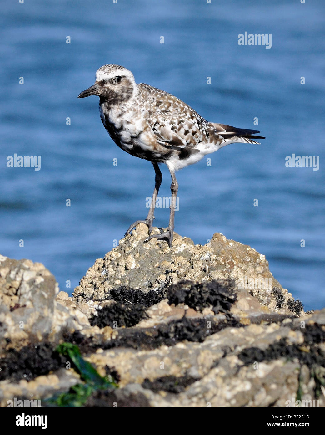 Un oiseau de Pluvialis squatarola, vu ici debout sur la rive Banque D'Images