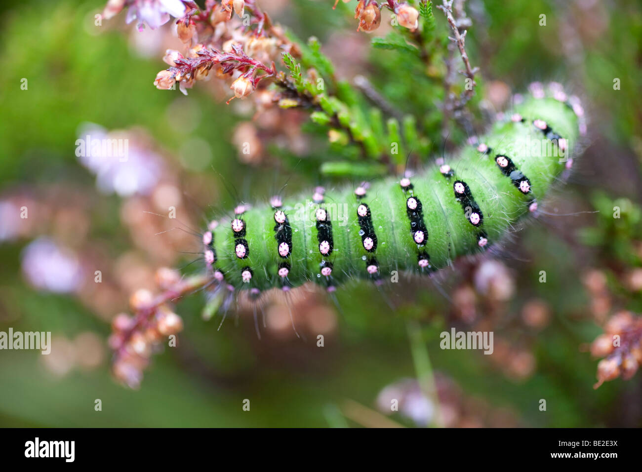 Papillon empereur Caterpillar. Le parc national de Cairngorms, en Écosse Banque D'Images