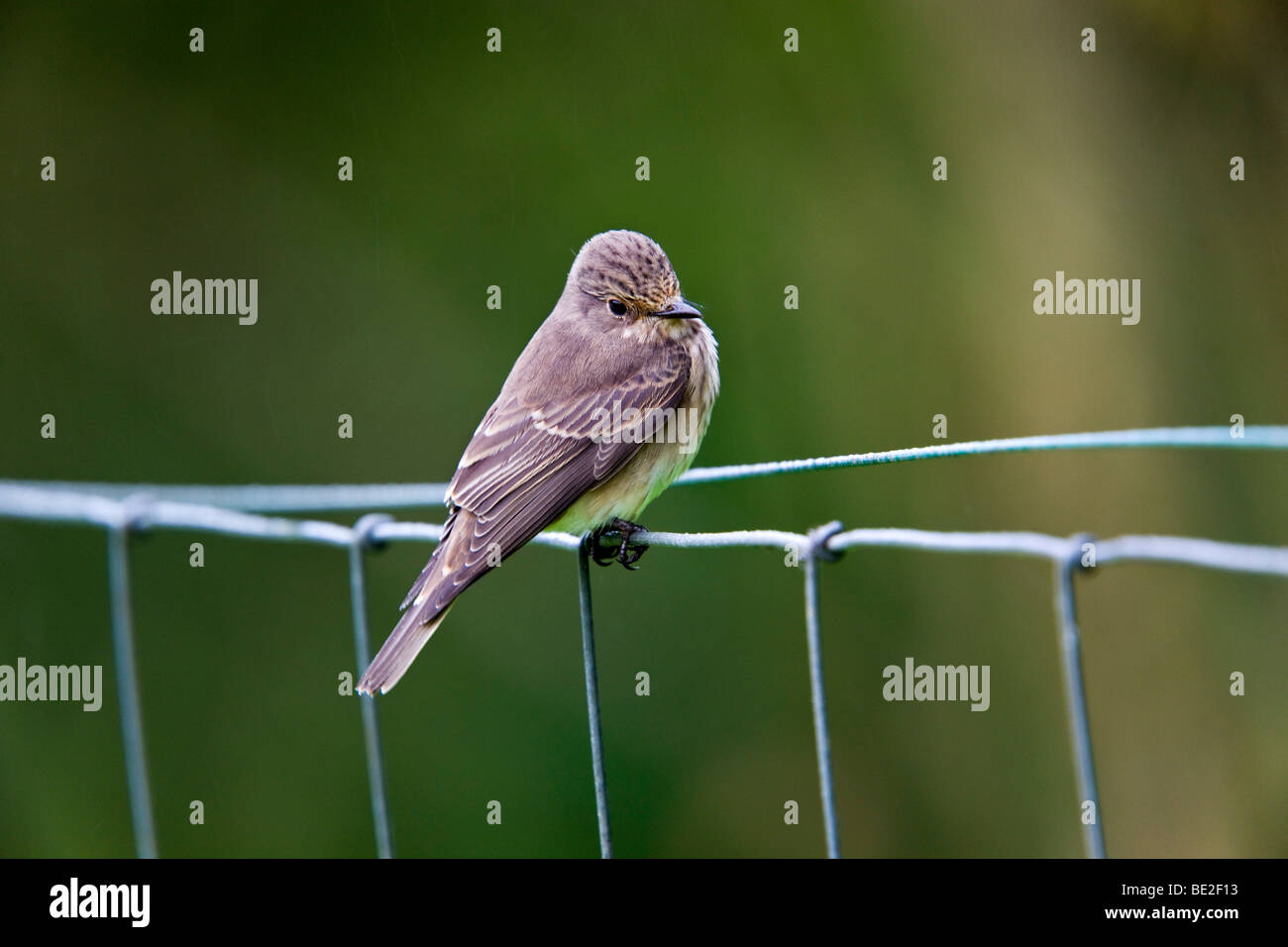 Spotted flycatcher Muscicapa striata ; ; Banque D'Images