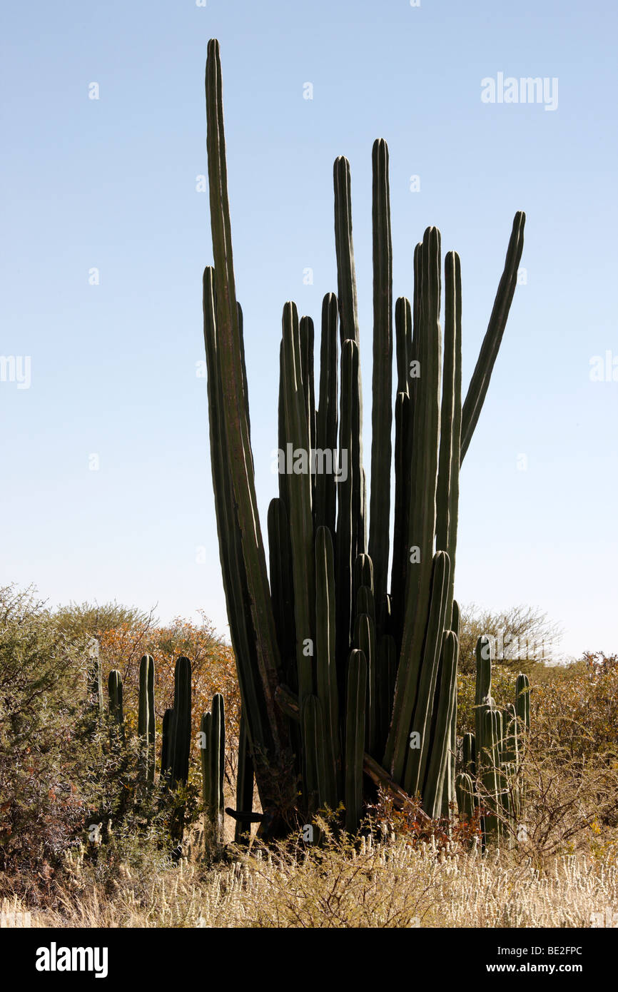Cactus géant dans le Damaraland en Namibie Banque D'Images
