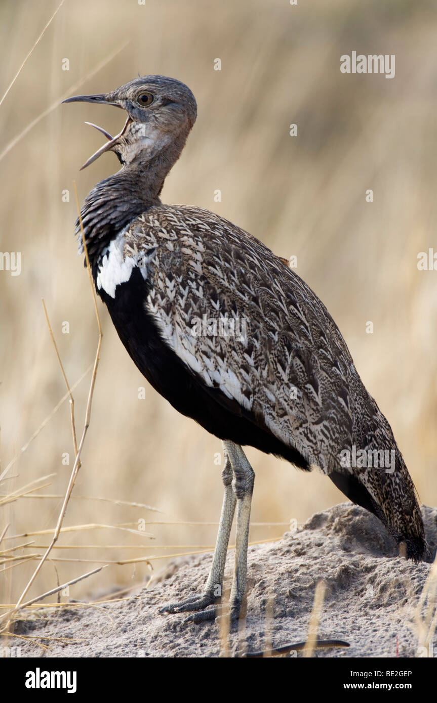 Red-crested korhaan (Eupodotis ruficrista), Central Kalahari, Botswana Banque D'Images