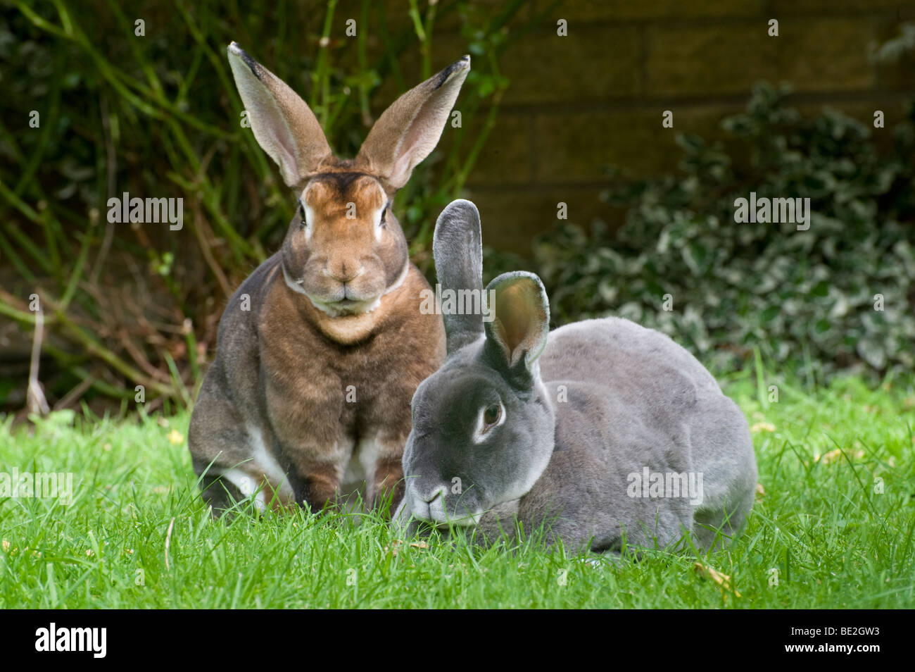 Deux lapins Rex assis dehors dans le jardin. Banque D'Images