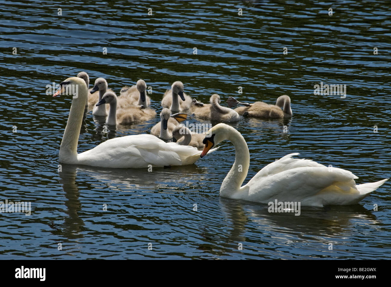 Paire de cygnes avec neuf Sceaux disponibles. Banque D'Images