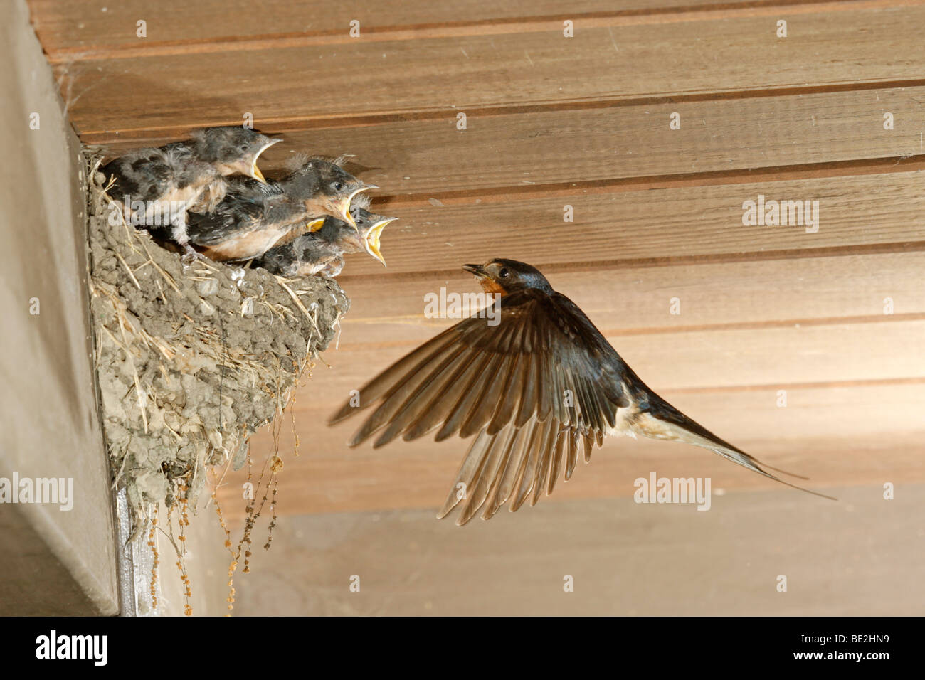 Hirondelle au nid Banque D'Images