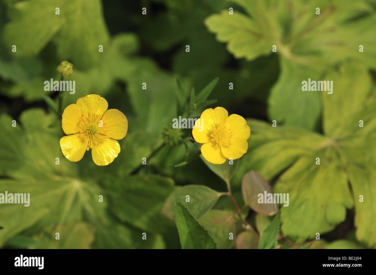 La renoncule rampante Ranunculus repens - Banque D'Images