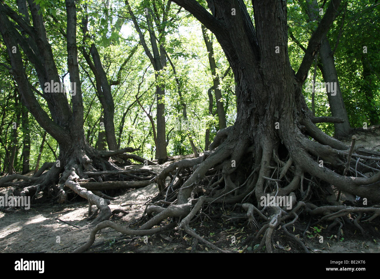 Les racines d'arbres noueux et exposés dans une forêt. Banque D'Images