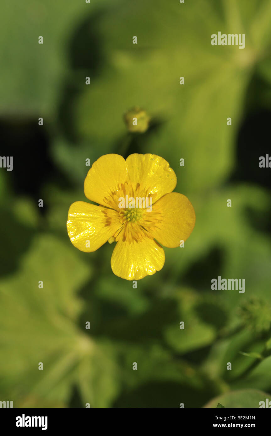 La renoncule rampante Ranunculus repens - Banque D'Images