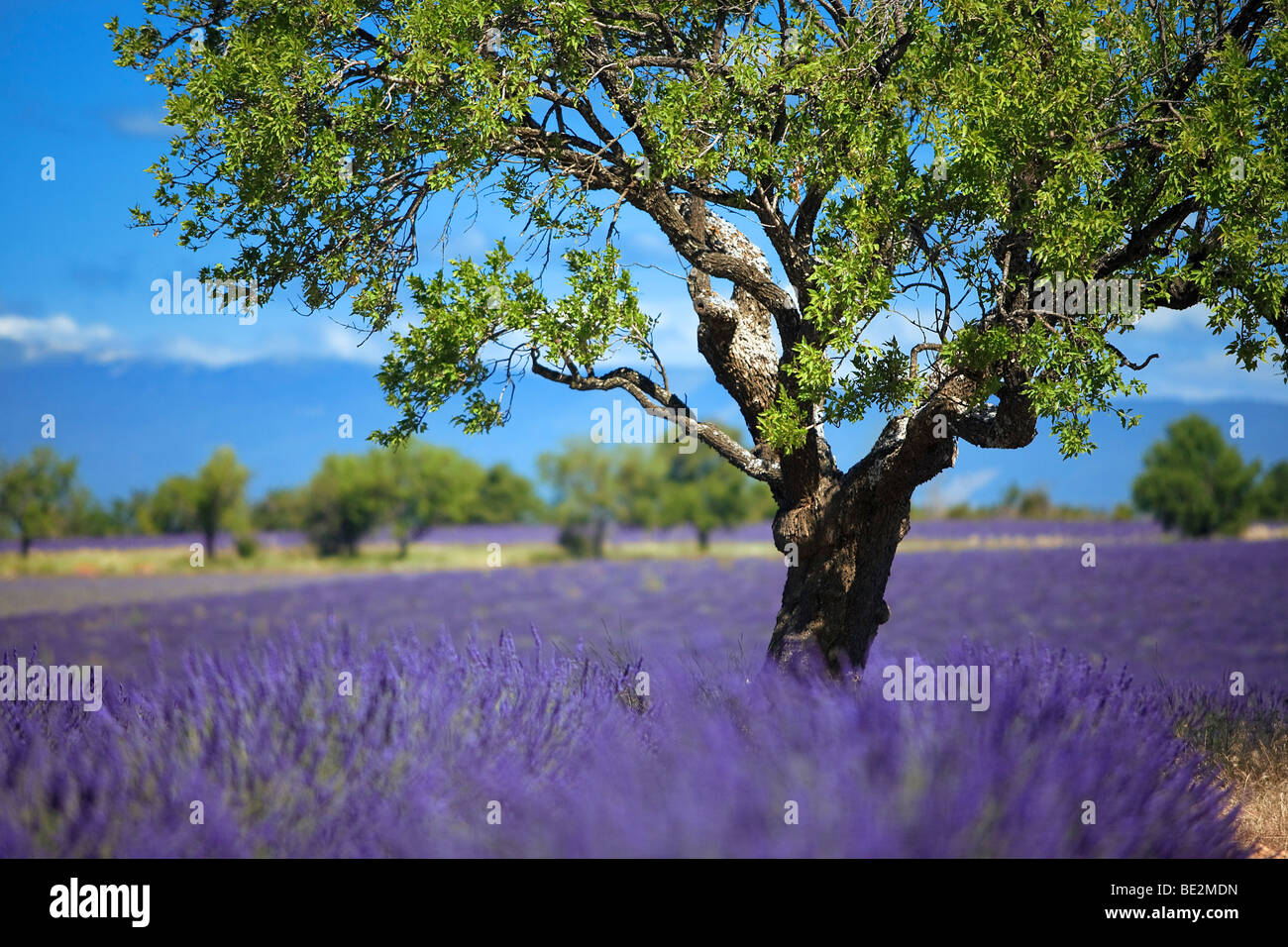 Champ de lavande à VALENSOLE, Provence, France Banque D'Images