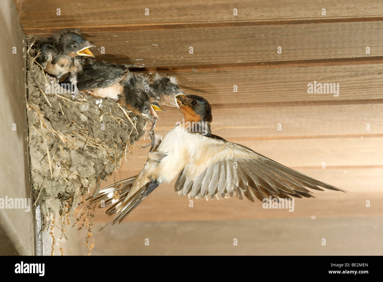 Oiseau oiseaux hirondelles nids nids Banque de photographies et d — free download