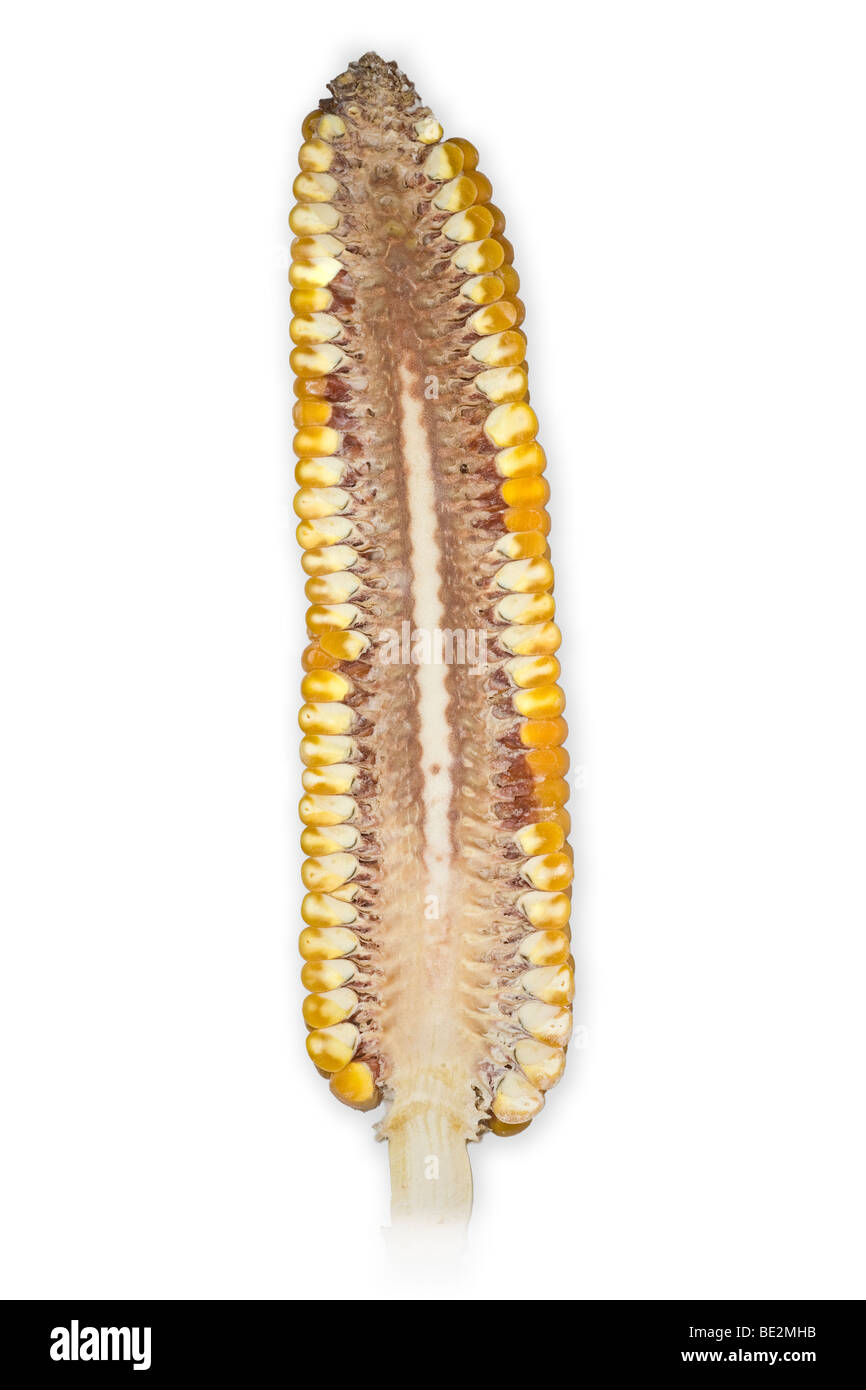 La section longitudinale d'un épi de maïs (Zea mays). Coupe longitudinale d'un épi de maïs (Zea mays). Banque D'Images