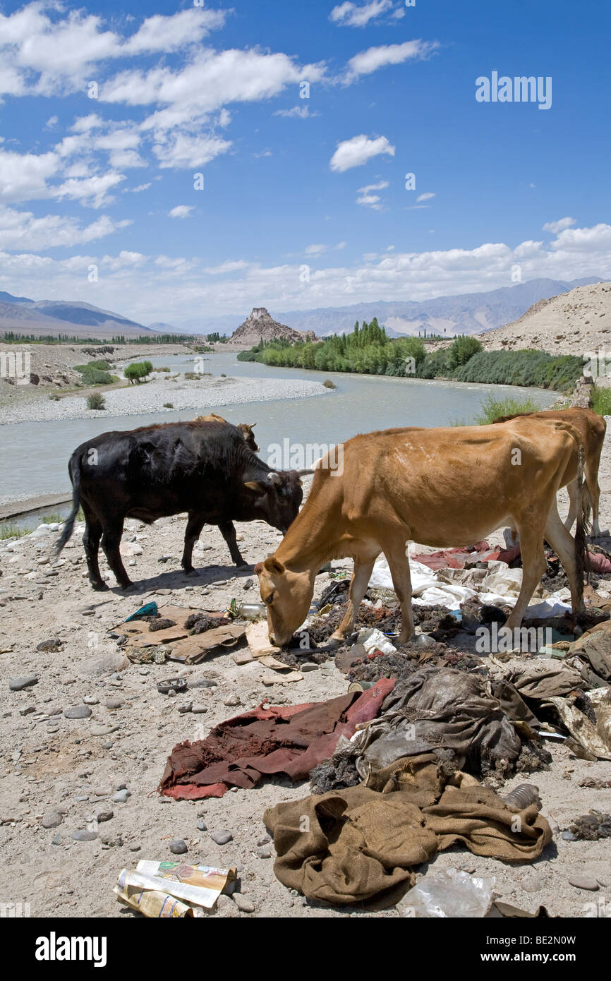 Les vaches mangent des ordures. Indus. Ladakh. L'Inde Banque D'Images