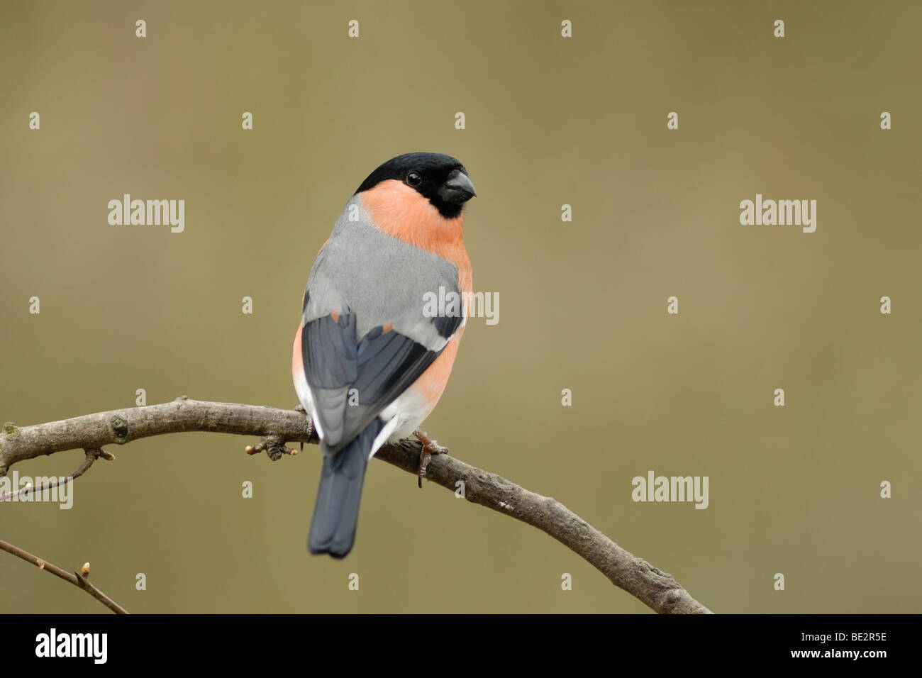 Pyrrhula pyrrhula Bouvreuil (commune), homme Banque D'Images