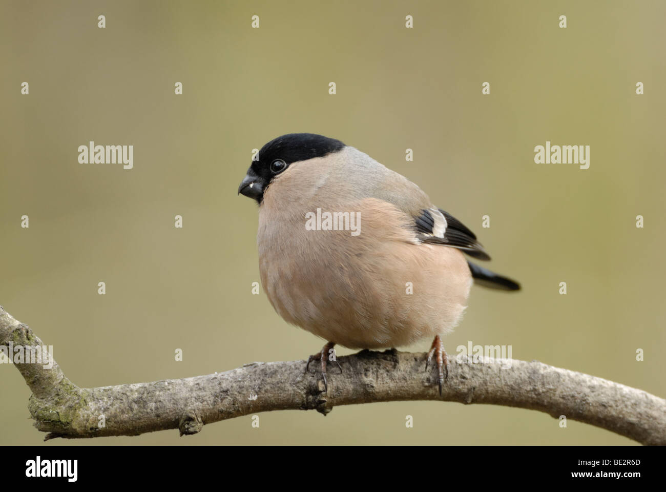 Pyrrhula pyrrhula Bouvreuil (commune), Femme Banque D'Images